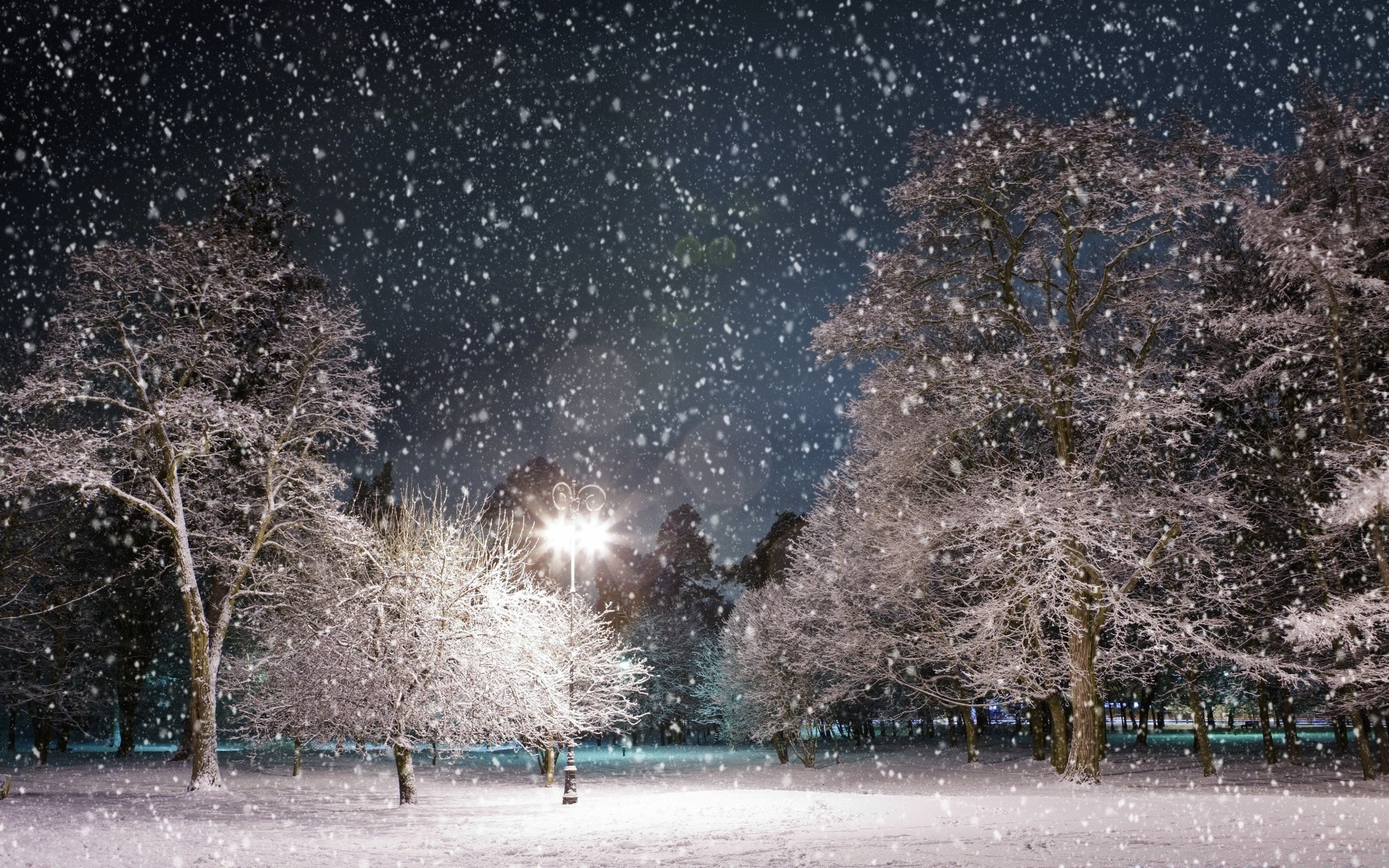 winter snow tree cold season frozen ice weather frost snowstorm landscape light branch park nature