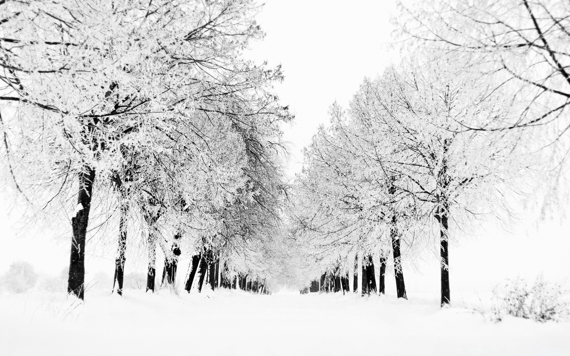 hiver neige arbre froid gel congelé bois saison paysage branche météo glace tempête de neige neigeux givré scène parc scénique neige-blanc glace