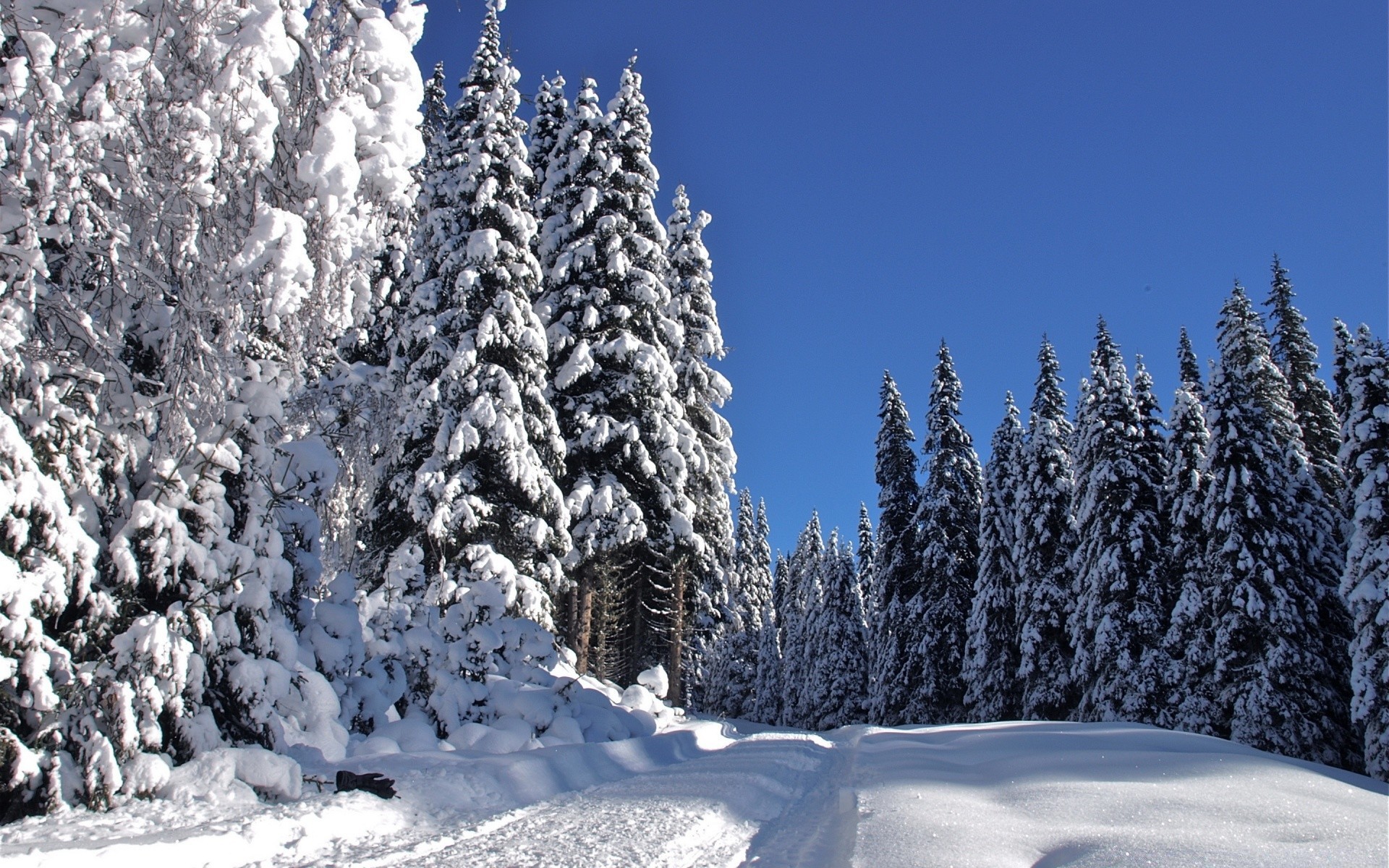 winter schnee frost kälte holz gefroren eis jahreszeit verschneit baum berge tanne wetter landschaftlich landschaft fichte evergreen gutes wetter