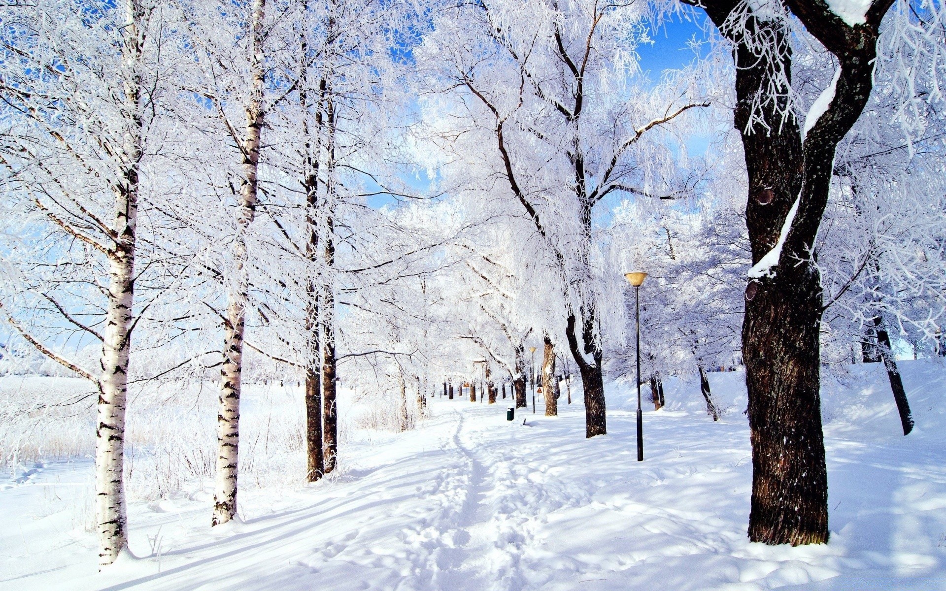 invierno nieve frío escarcha árbol madera congelado temporada hielo rama clima paisaje escénico nevado escena escarchado blanco como la nieve ventisca ventisca