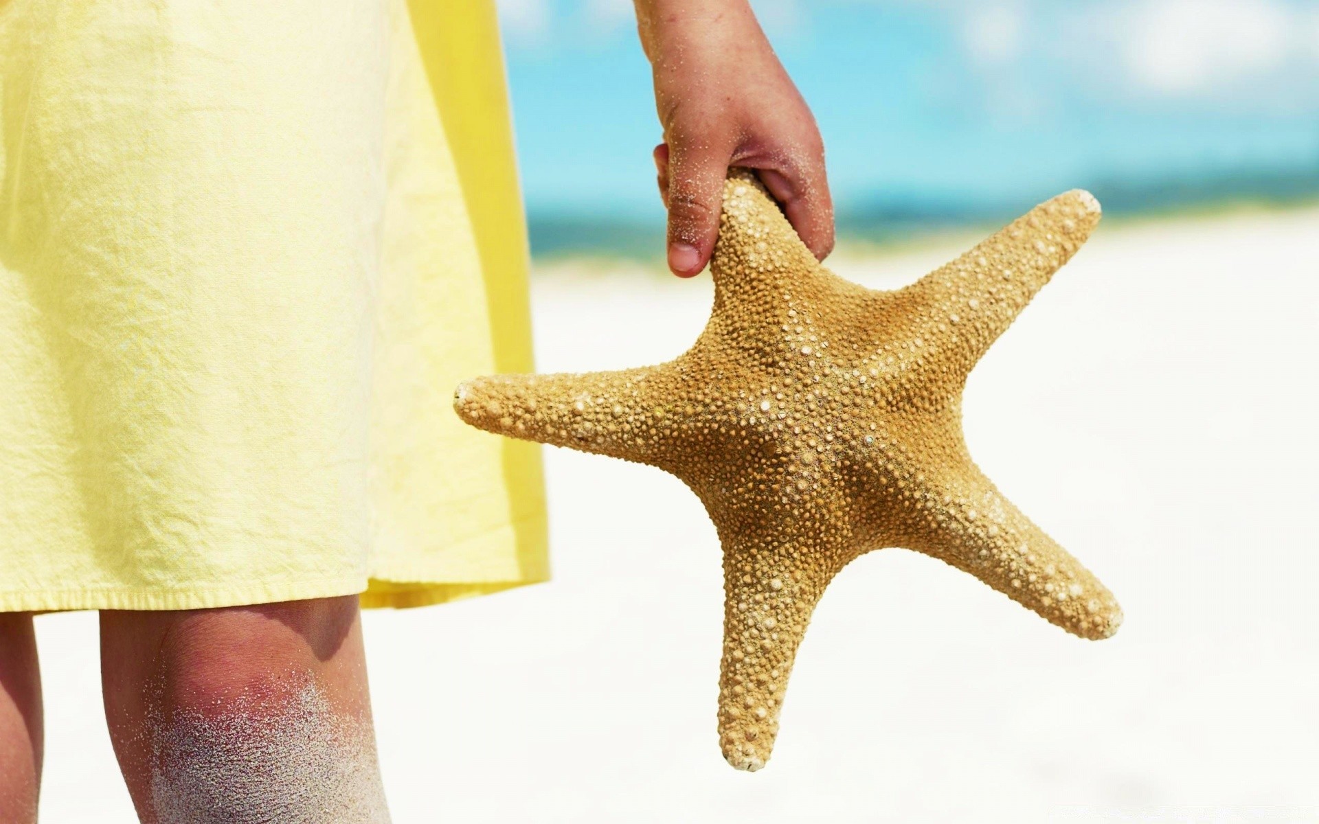 summer starfish beach one sand water seashell ocean recreation sea echinoderm shell seashore tropical shellfish travel leisure woman