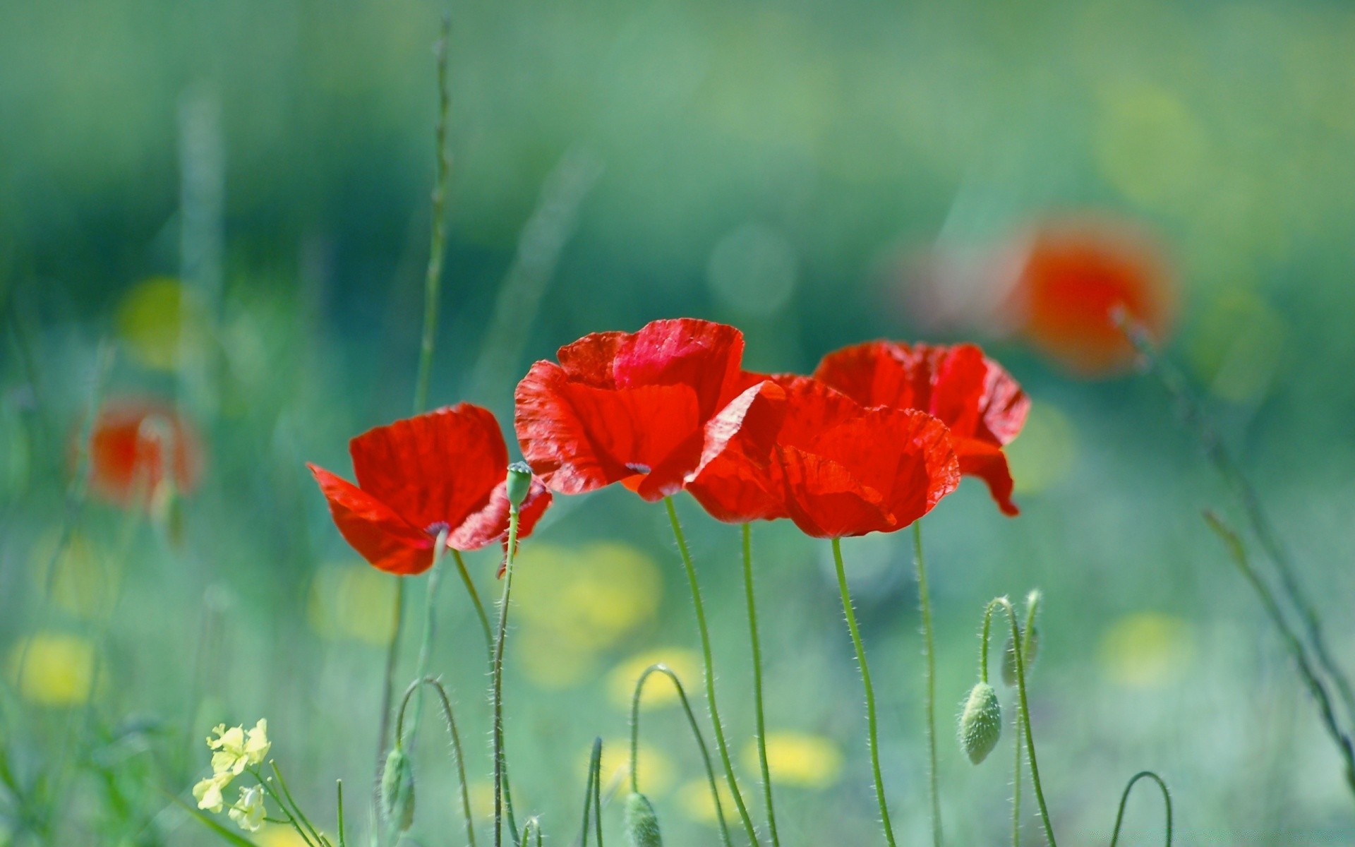 lato poppy natura kwiat pole flora trawa sianokosy ogród wzrost liść wiejski na zewnątrz kolor kwiatowy jasny dziki dobra pogoda bluming