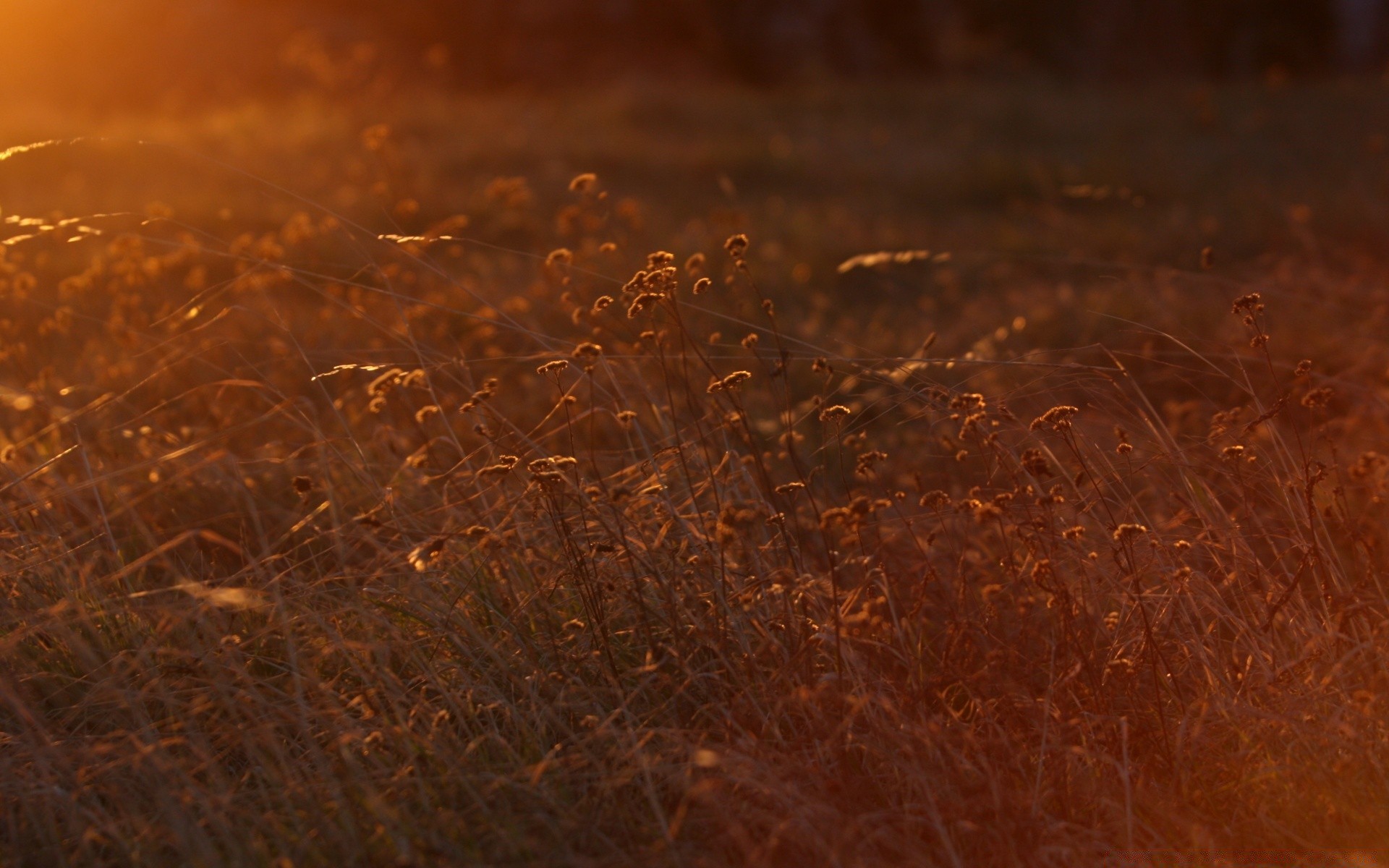 summer desktop abstract texture sunset color reflection dawn dark gold blur light pattern