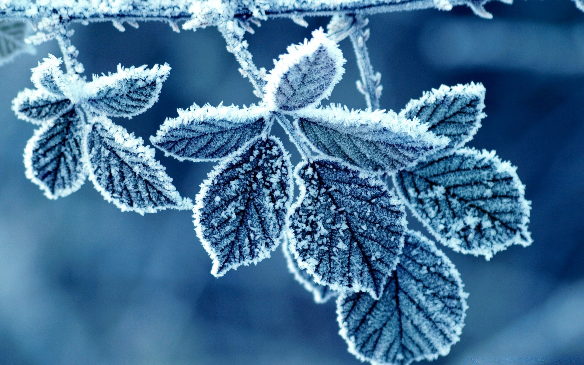 冬季 霜冻 季节 自然 叶 冻结 植物群 圣诞节 雪 冷 分支 明亮 桌面 霜冻 树 颜色 特写 户外 装饰