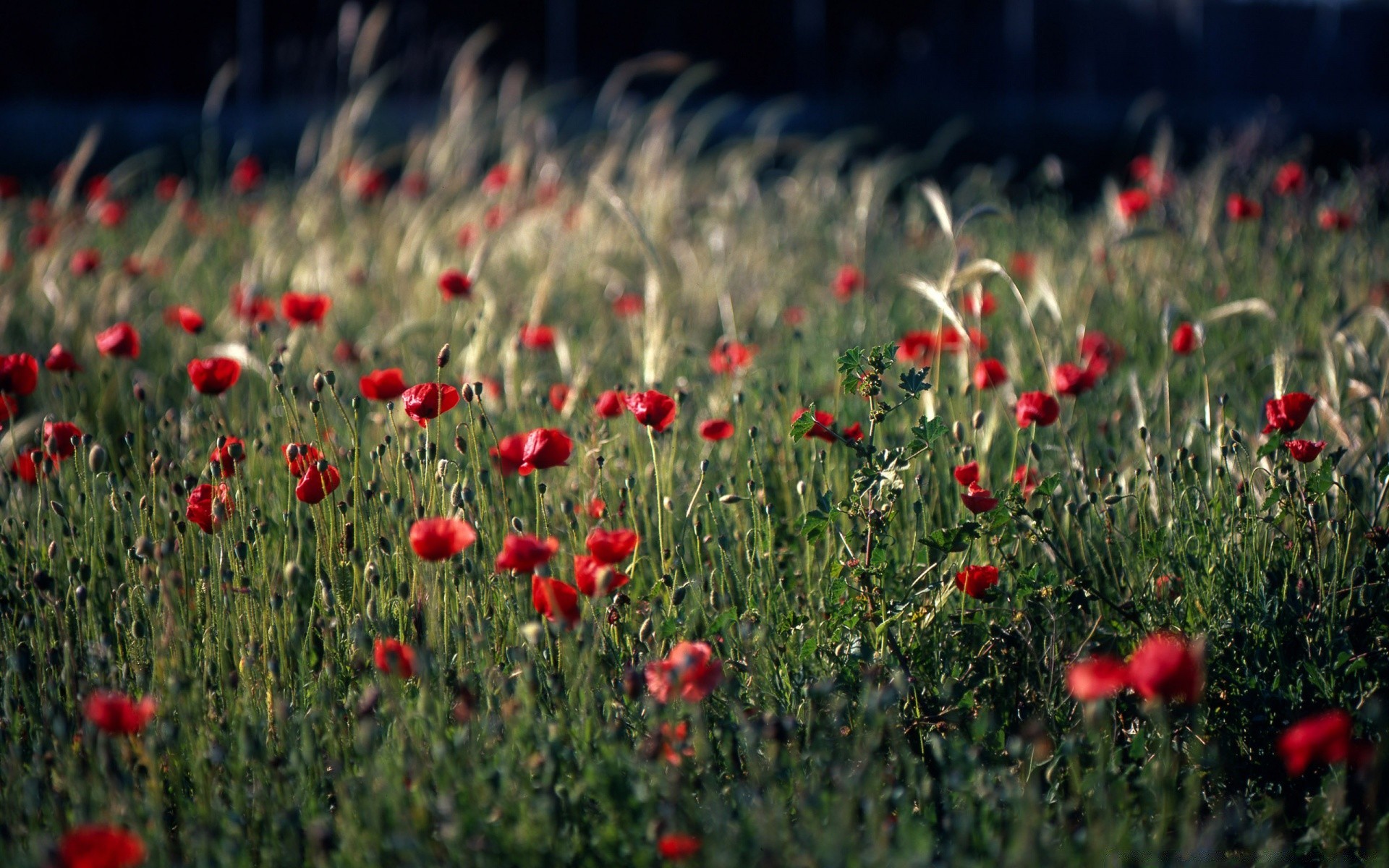 summer field flower poppy hayfield grass flora nature rural color garden blooming floral petal countryside farm outdoors growth grassland