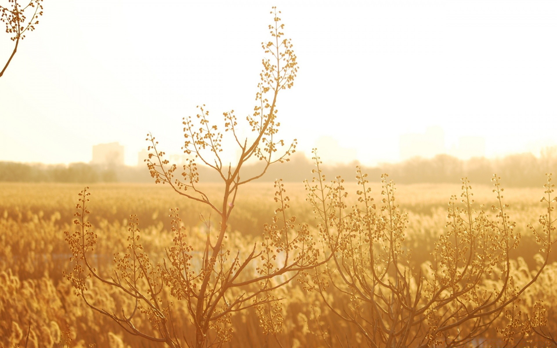 summer season landscape nature field fall tree gold sun dawn rural fair weather countryside desktop sky winter sunset bright scene flora outdoors