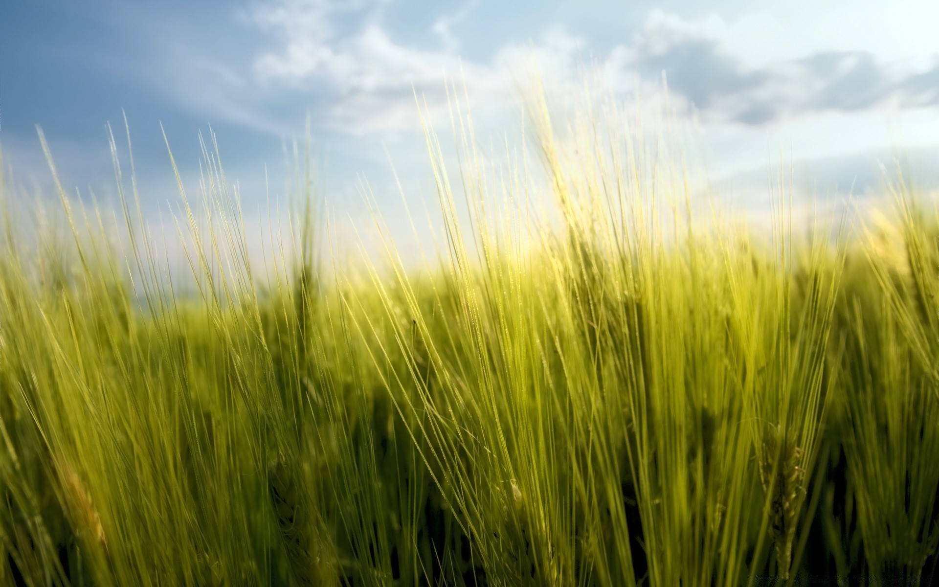 sommer getreide weide des ländlichen weizen wachstum gras feld sonne mais landschaft ackerland bauernhof landwirtschaft ernte natur stroh brot gutes wetter