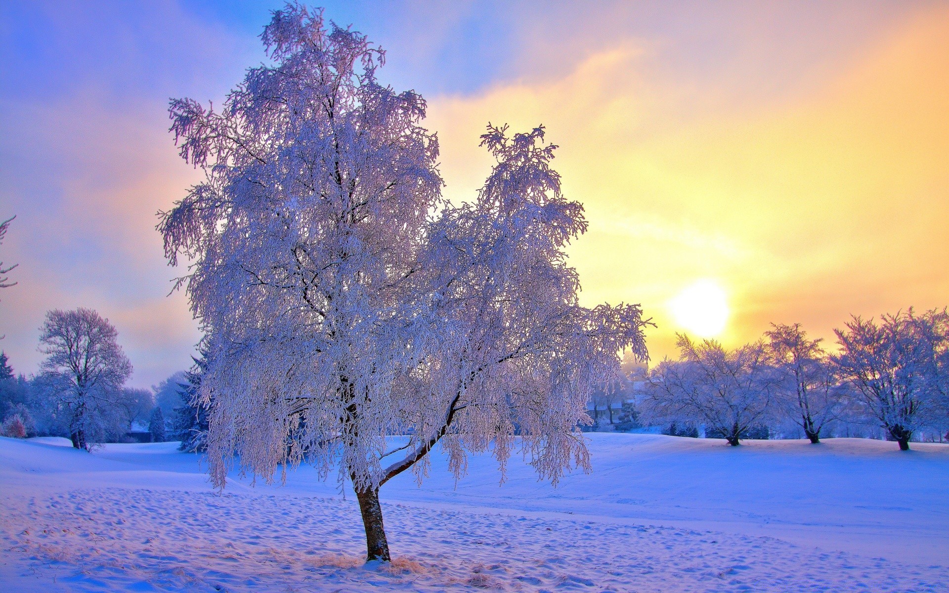 hiver arbre neige aube froid saison gel bois beau temps paysage nature branche météo congelé soleil scénique parc glace