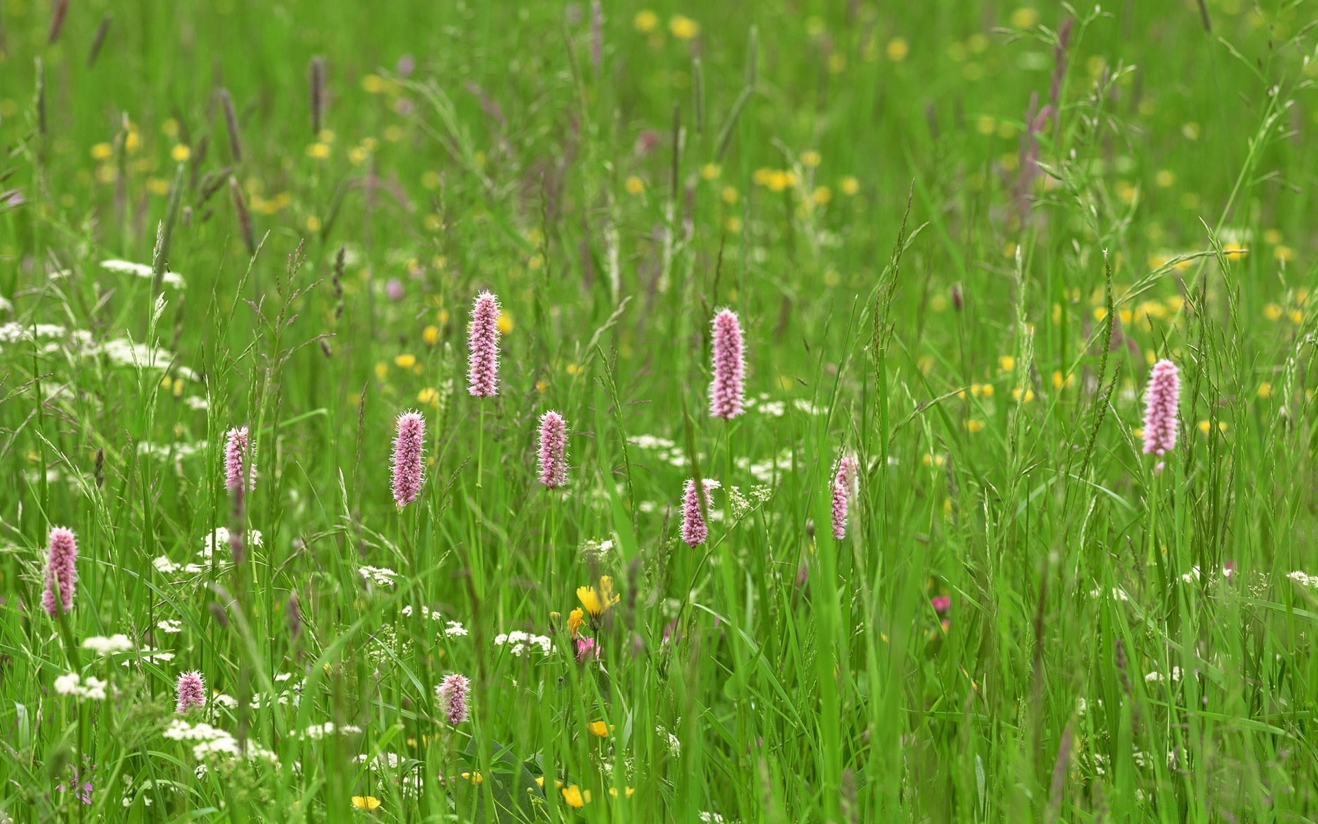 summer grass field nature flower hayfield flora outdoors garden fair weather rural leaf bright environment wild floral blooming color season