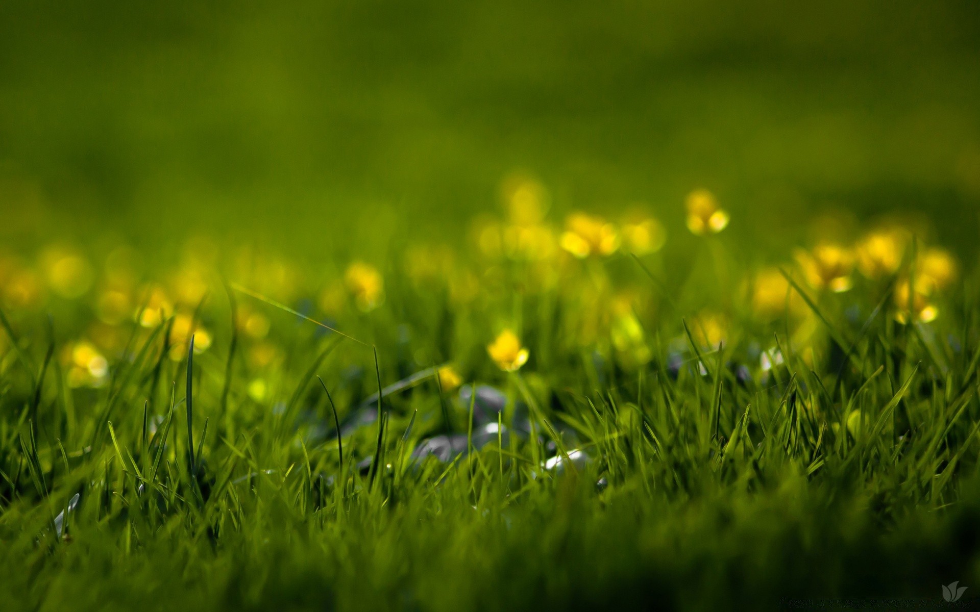 estate erba fieno prato campo natura flora giardino foglia sole crescita bel tempo stagione rurale suolo ambiente dente di leone pascolo lussureggiante terra