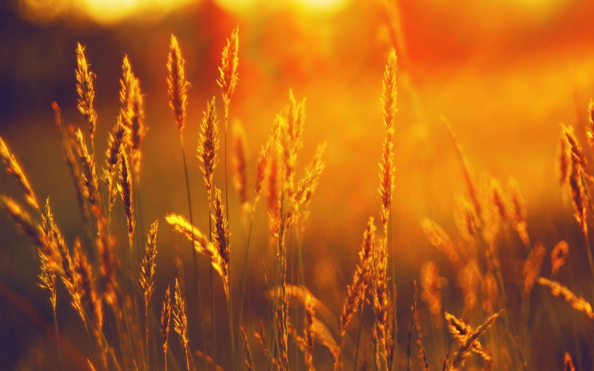 été céréales blé rural maïs pâturage or soleil pain paille ferme récolte champ campagne nature croissance beau temps graines seigle automne