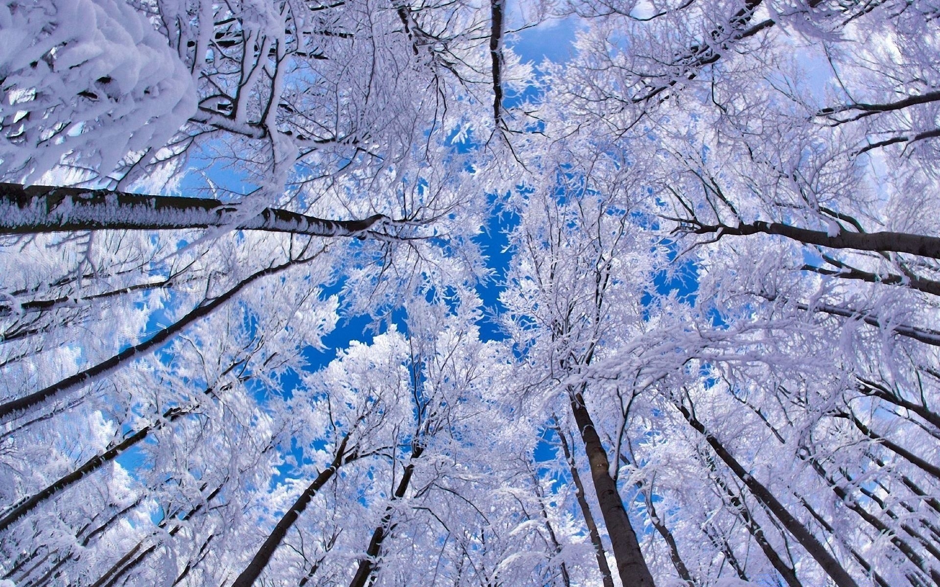 winter schnee kälte baum frost saison gefroren eis zweig landschaft holz natur eisig wetter landschaftlich frostig desktop schnee-weiß