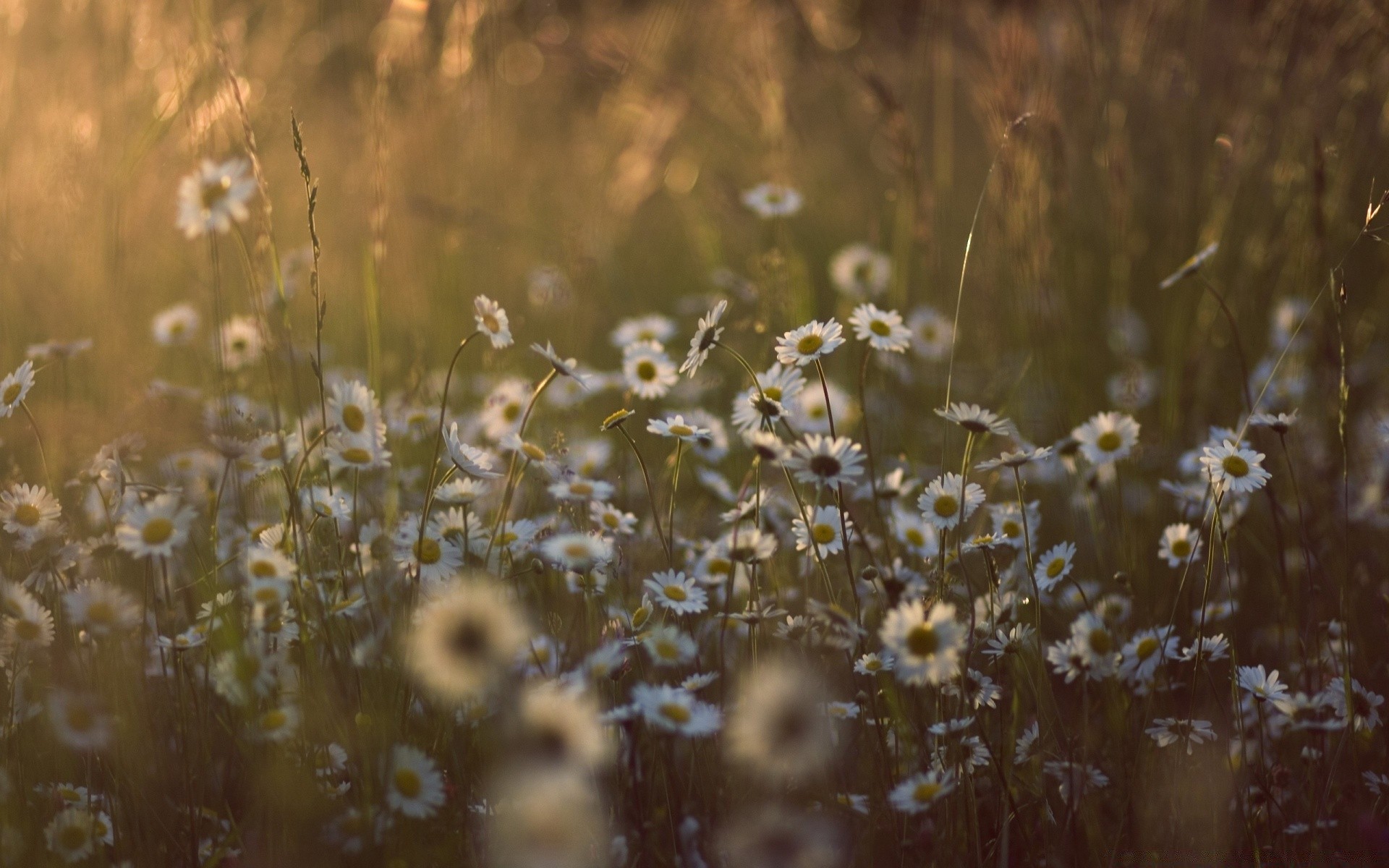 sommer blume feld natur gras heuhaufen im freien sonne dämmerung gutes wetter verwischen des ländlichen flora weiden farbe landschaft licht wachstum saison