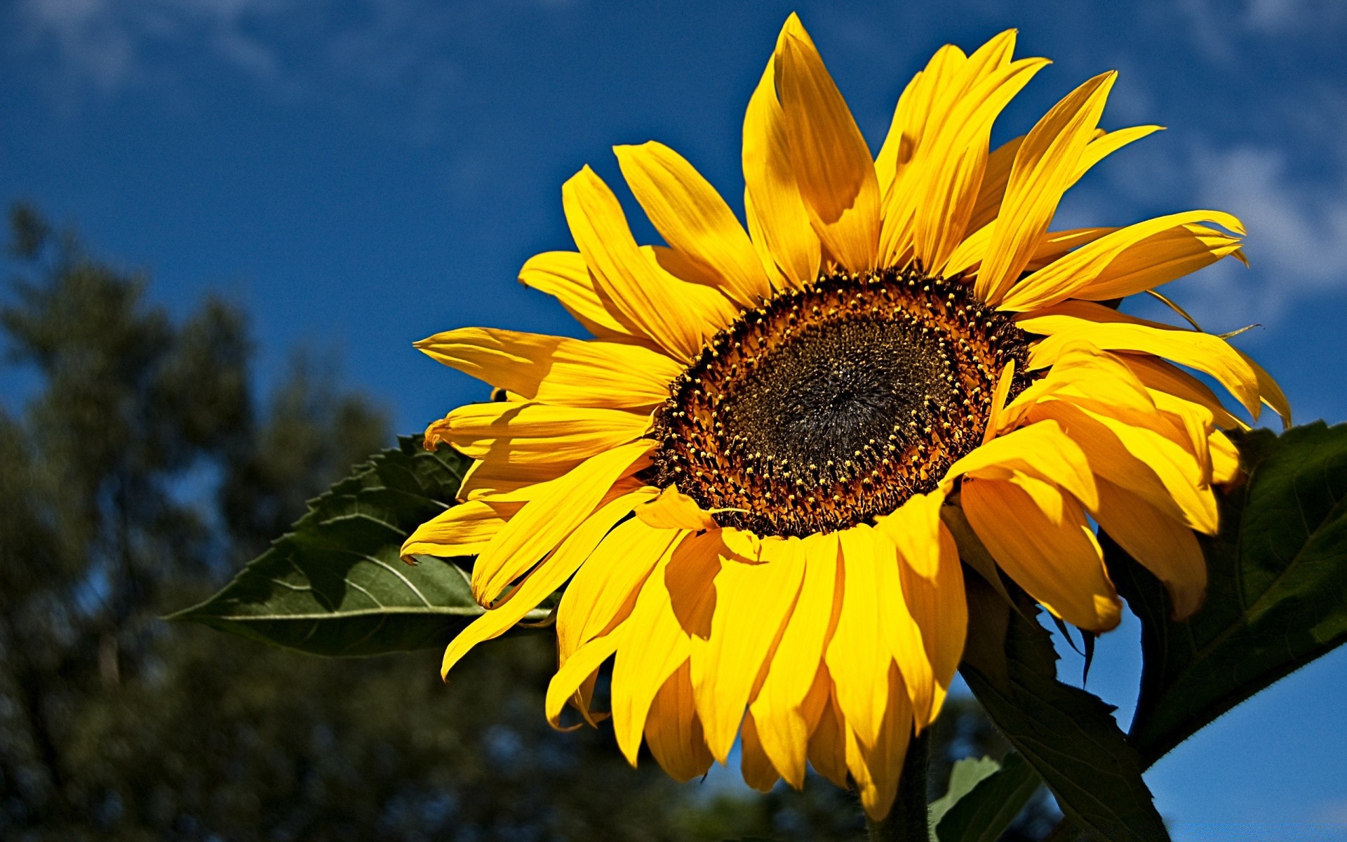 verão natureza flora flor folha brilhante girassol jardim bela crescimento pétala cor sol temporada floral