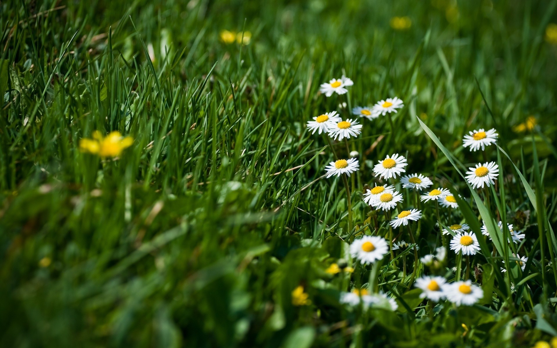 summer grass nature field flora hayfield garden flower lawn leaf rural bright season growth fair weather environment outdoors sun floral color