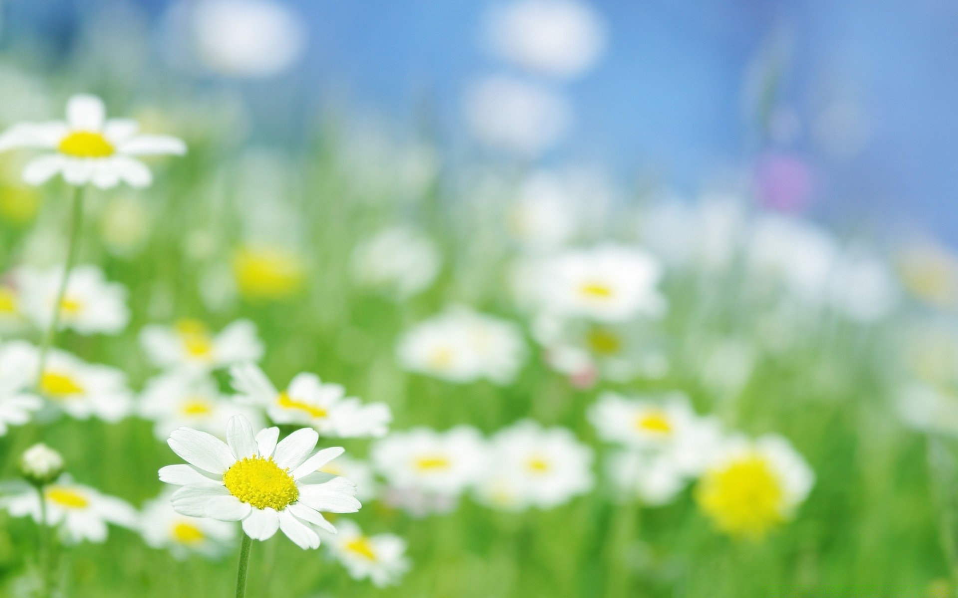 estate camomilla fieno campo natura fiore flora erba bel tempo rurale crescita stagione luminosa sole prato petalo giardino soleggiato foglia di colore