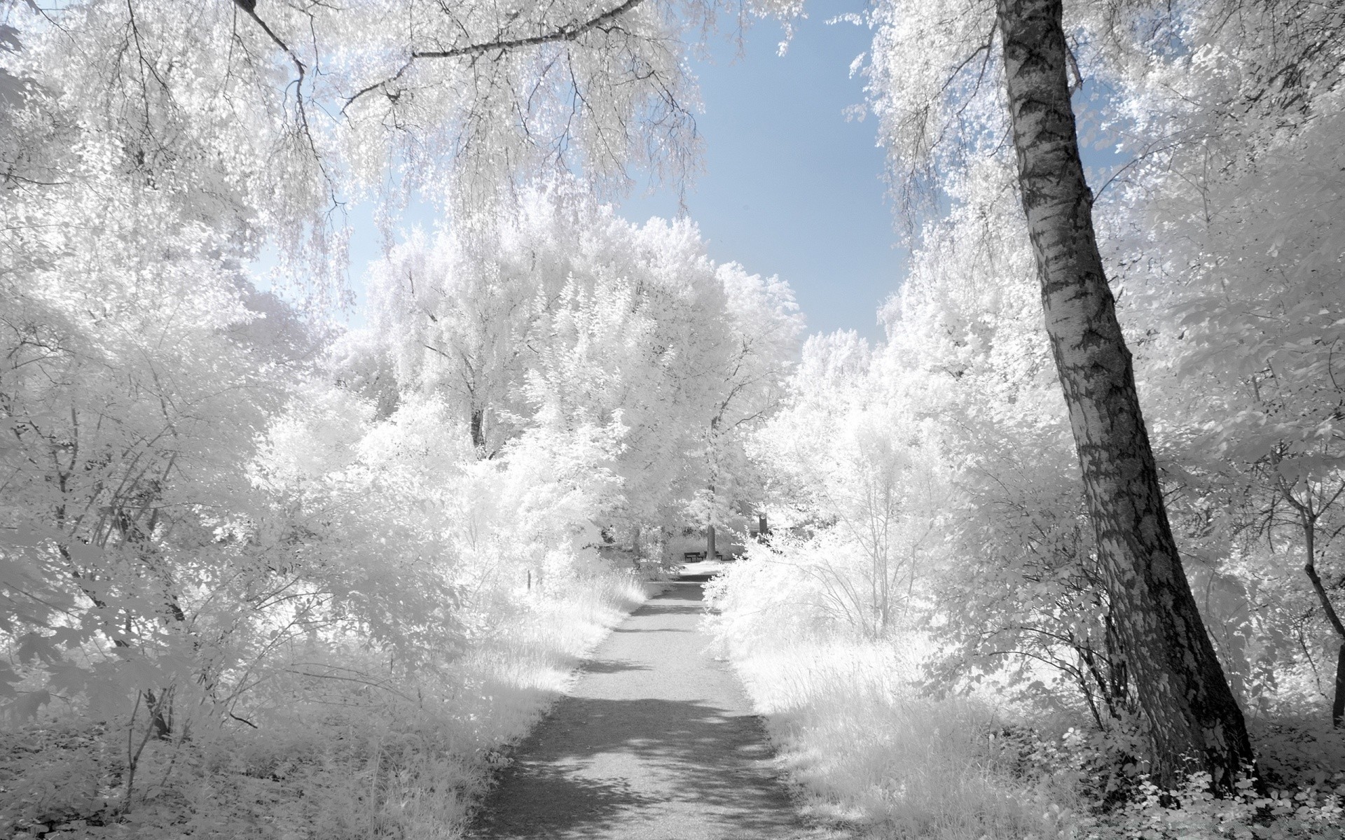 winter landscape snow frost nature wood tree cold season outdoors frozen ice scenic park weather fog