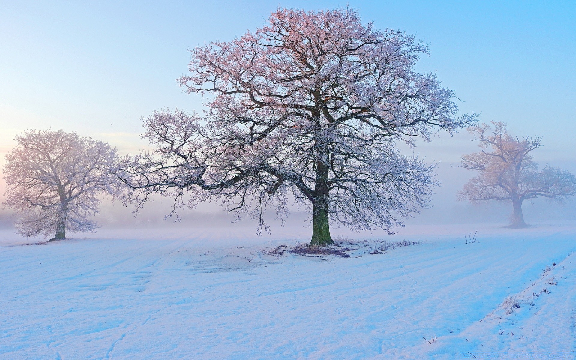 inverno neve freddo paesaggio albero gelo legno stagione ramo congelato scenico meteo ghiaccio neve-bianco natura scena gelido campagna parco