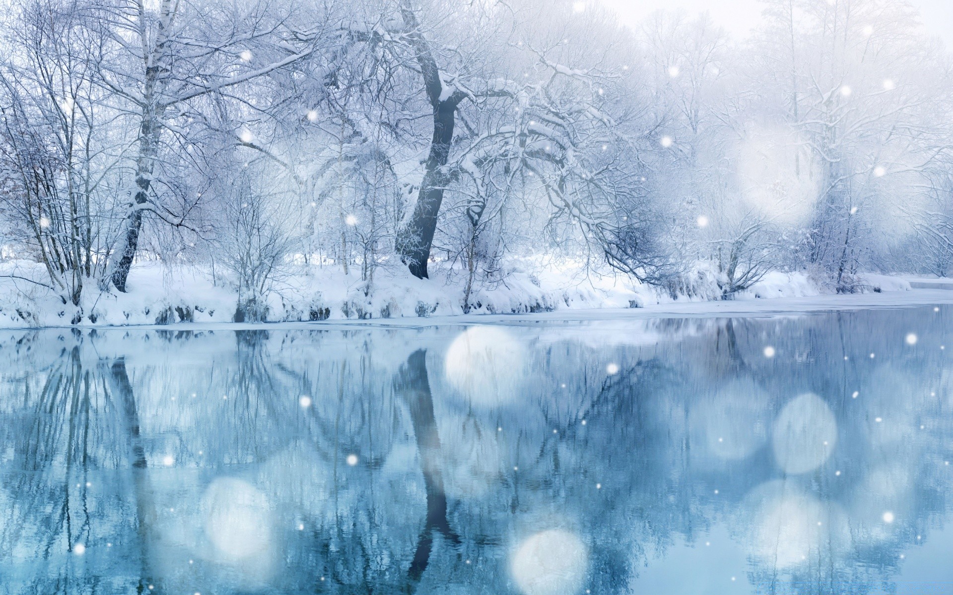 冬天 雪 霜 冷 冻结 冰 冰冷 季节 霜冻 树 天气 雪白色 圣诞节 景观 暴风雪 雪花 木材 寒意