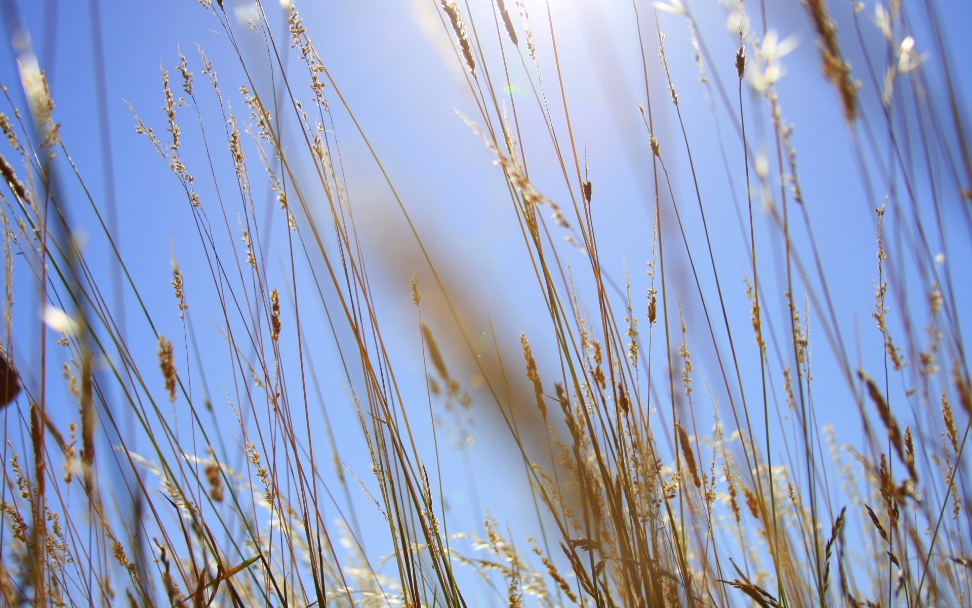 estate rurale grano fiocchi natura crescita reed erba paglia campo pascolo pane raccolto all aperto mais bel tempo sole buccia flora