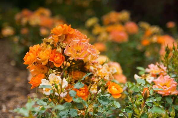 Les roses orange fleurissent sur le lit