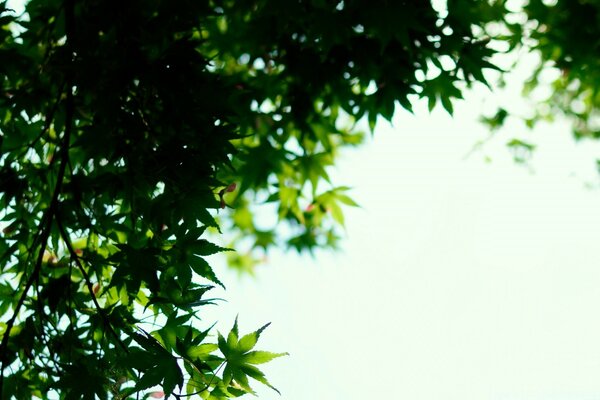 View of the sky through the leaves of trees