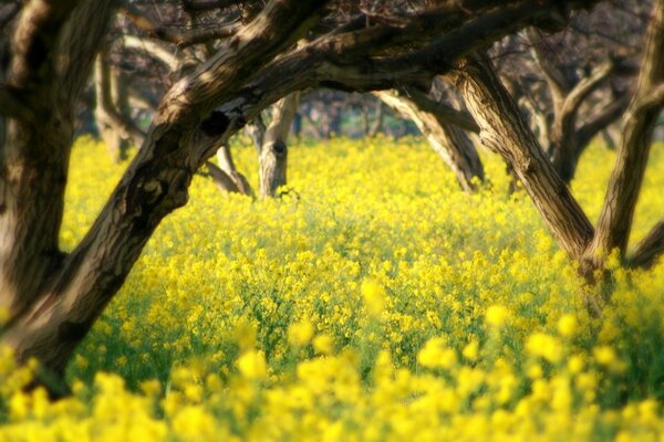 A field of flowers among trees