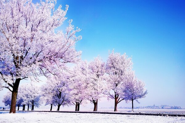 Winter frosty day, trees in the snow