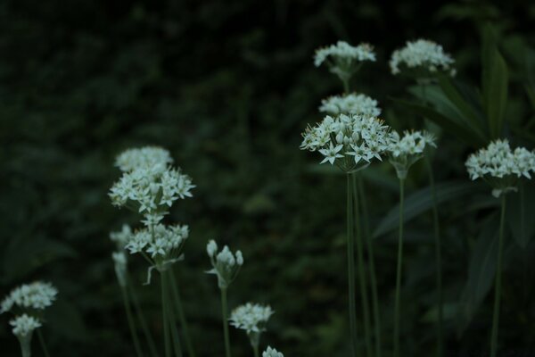 White flowers on a tall stem