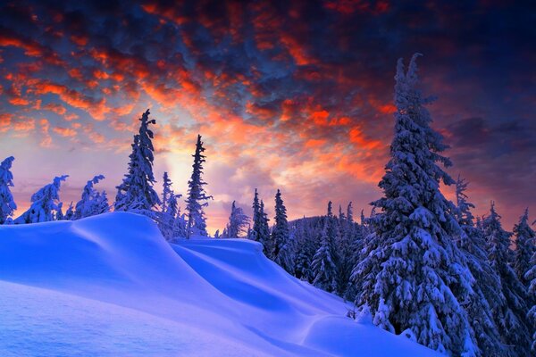 Foresta innevata, abete rosso pittoresco