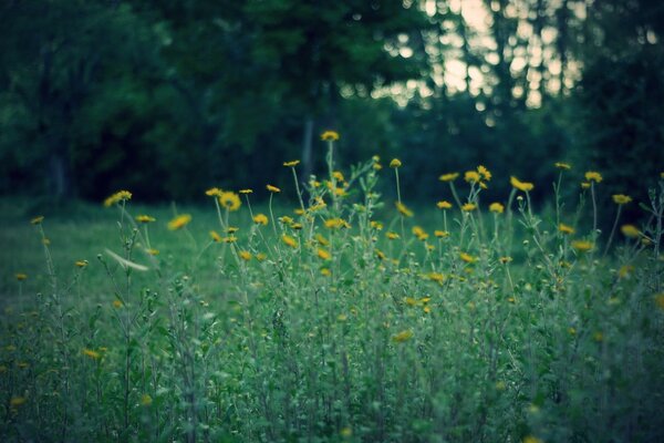 Bosque de la tarde, campo de flores