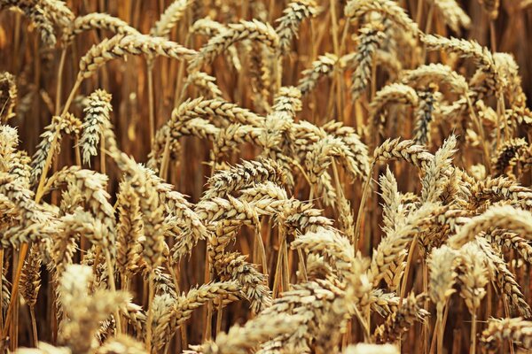 Grano dorato in una calda giornata estiva