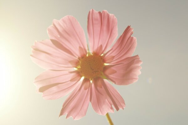 Beautiful pink flower on the sky background