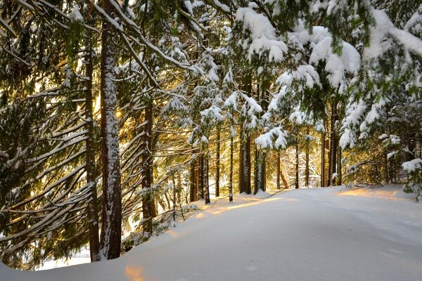 Winter-Nadelwald und Schneeverwehungen