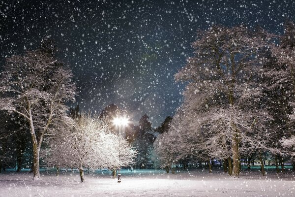 Die Wintersaison, die Bäume sind verbrannt