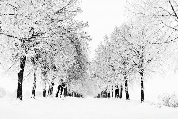 Um beco de neve com árvores em geada