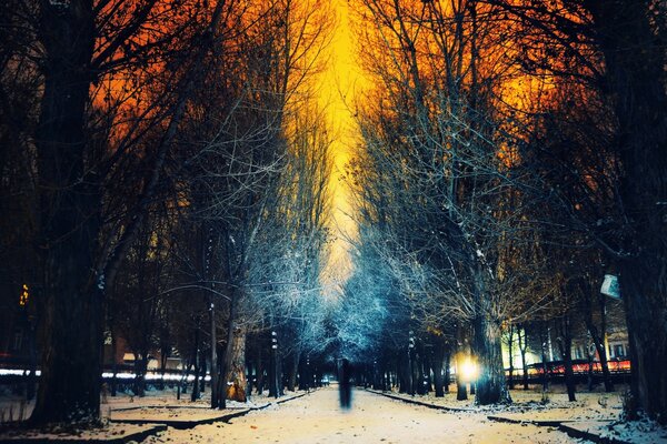 Night alley, orange forest