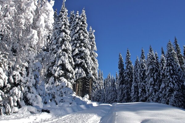 Um caminho entre montes de neve em uma floresta coberta de neve