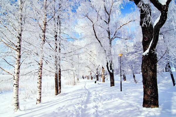 Ein Wintertag, alles im Schnee