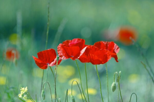 Red tulips in the field, romance