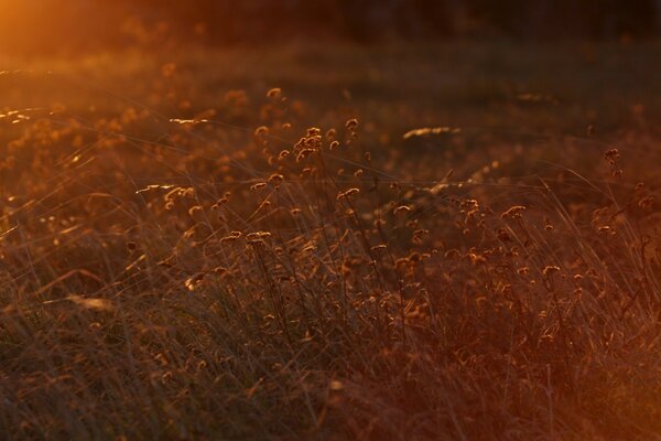 Champ avec des fleurs sur fond de coucher de soleil