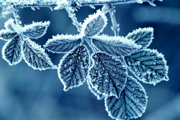 Frosty day, the leaf is covered with frost