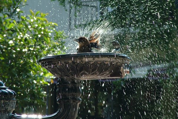 Las aves se bañan en el agua