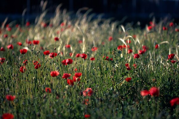 A field of flowers on a summer evening