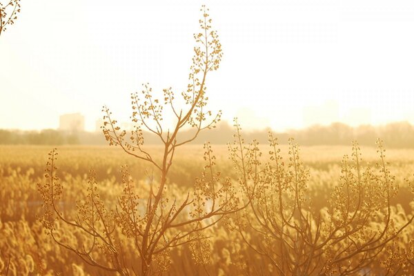 Nature, golden wheat fields