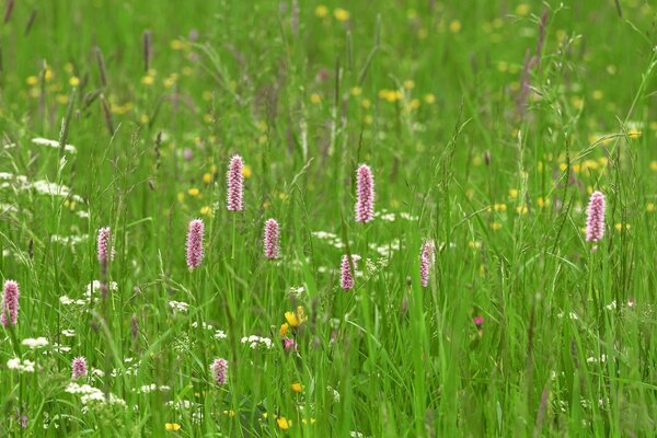 Feldblumen. Grünes Gras