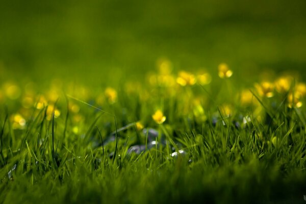 Green grass and small yellow flowers in the field under the rays of the sun