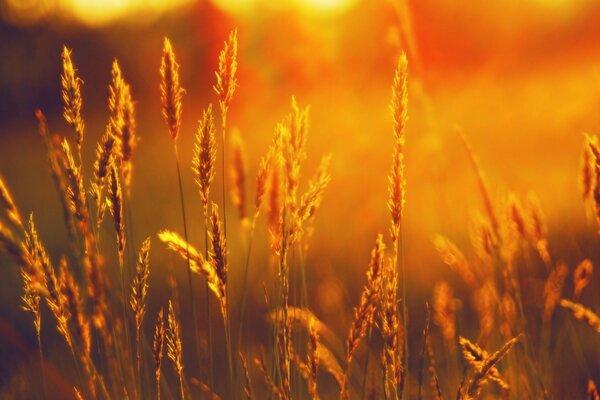 Wheat sunset of rural summer