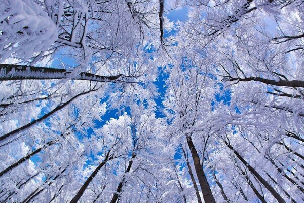 Winter trees stretch upward