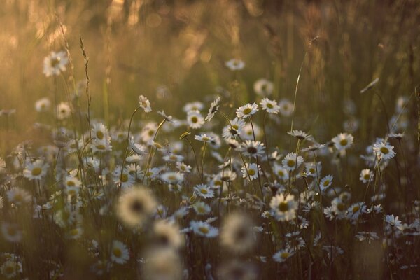 Sommerlandschaft: ein Meer von Blumen